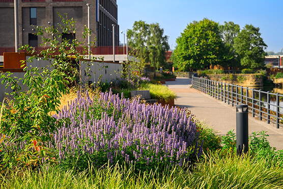 landscape architecture planting photo